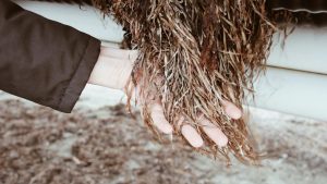 Salt & Fiber Raises €300K and Launches Crowdfunding to Turn Seagrass Into Sustainable Textiles