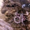 BioTech Profile: From Scorpion Sting to Biotech Company — The Story Behind Swevenom