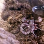 From Scorpion Sting to Biotech Company — The Story Behind Swevenom