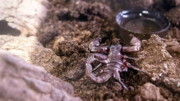BioTech Profile: From Scorpion Sting to Biotech Company — The Story Behind Swevenom