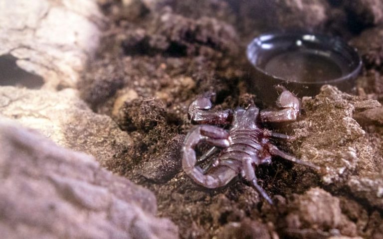 BioTech Profile: From Scorpion Sting to Biotech Company — The Story Behind Swevenom