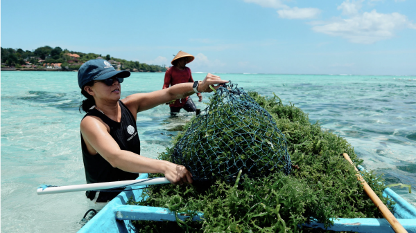 ClimateTech News: Gothenburg's Arbon Earth Secures Historic Carbon Removal Permit in Indonesia