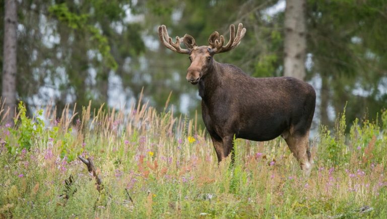 AgriTech Opportunity: Swedish Forestry Giant Södra Launches an Innovation Challenge to Tackle Wildlife Browsing Damage