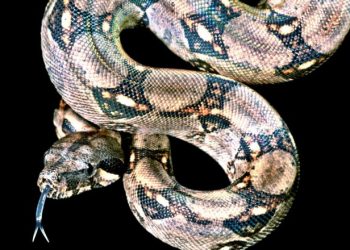 How boa constrictors swallow stuff whole and don’t suffocate