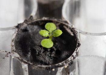 El suelo lunar permite cultivar plantas