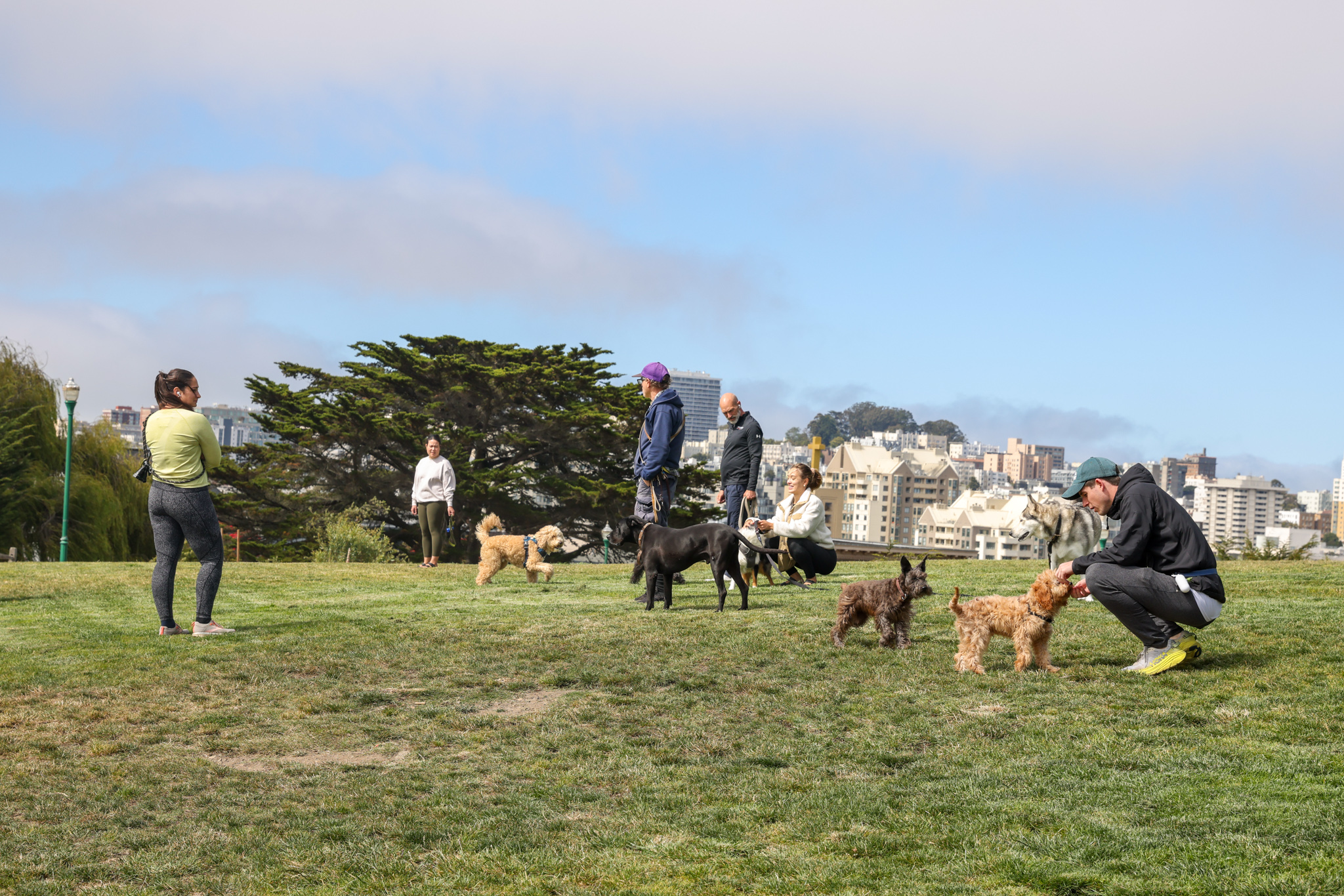 Ruff Life The Standard Guide to San Francisco Dog Parks The Paloalto